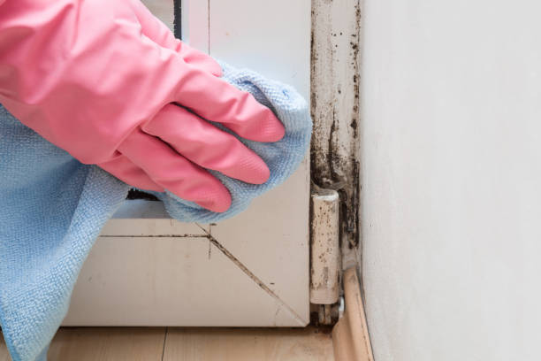 Best Certified Mold Removal  in USA